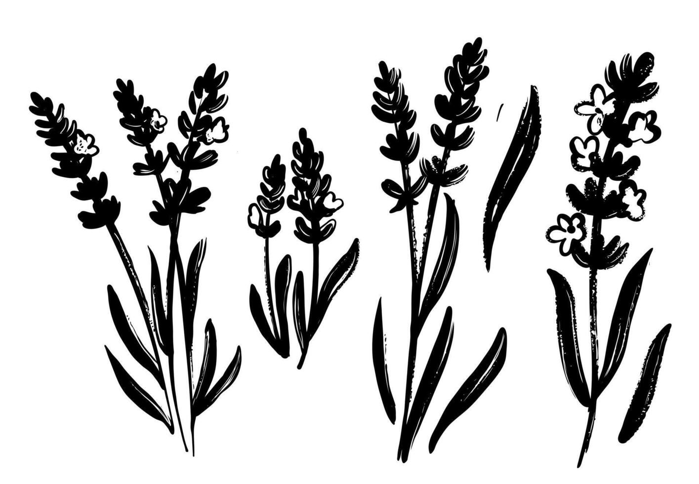 Lavender black sketch. Provence wild flower vector