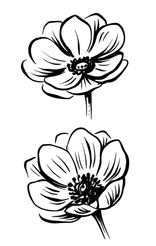 Anemone Flower Hand drawn element design. vector