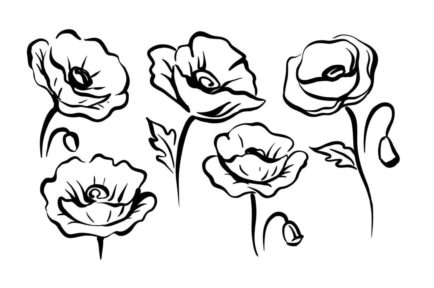 Poppies sketch art. Monochrome floral vector