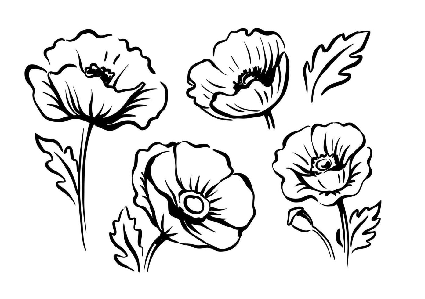 Poppies sketch art. Monochrome floral vector
