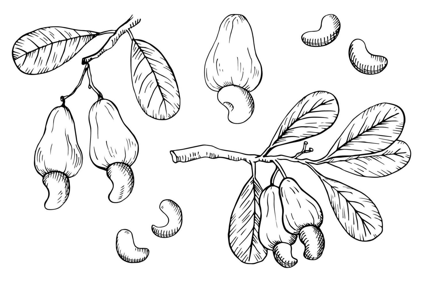 Cashew nuts. Hand drawn engraved illustration on isolated white background. Ink sketch with nut, plant branch, nutty fruity. Organic ingredient, healthy food, oil, harvest. Botanical doodle vector