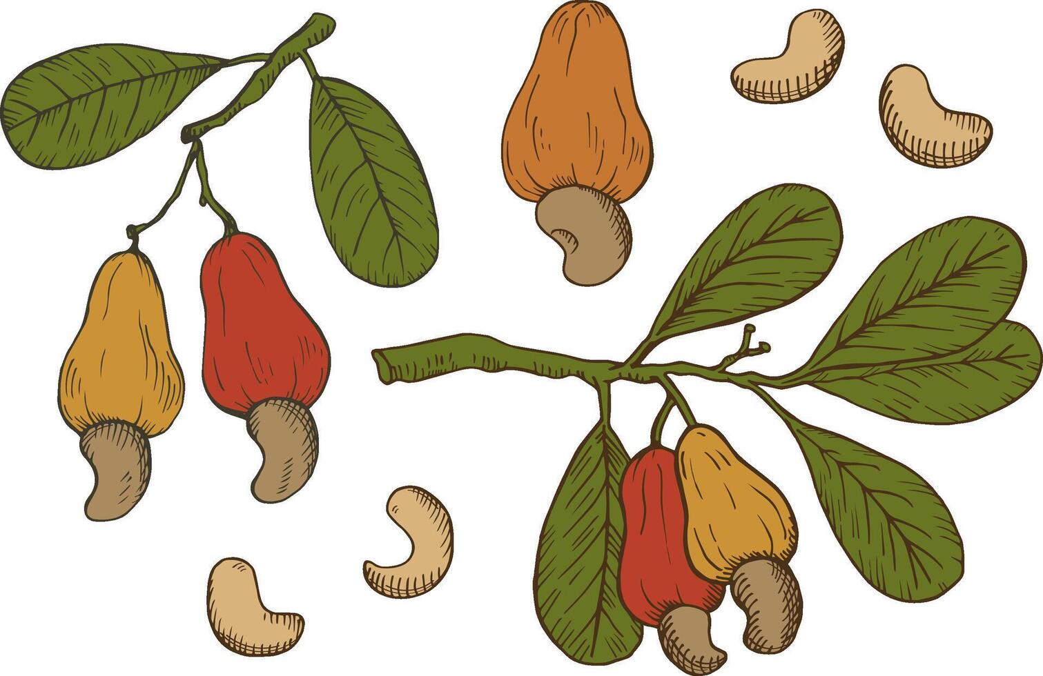 Cashew nuts set. Hand drawn engraved botanical illustration on isolated white background. Coloured sketch with nuts plant branch, nutty fruits. Organic ingredient, healthy food, oil, harvest vector