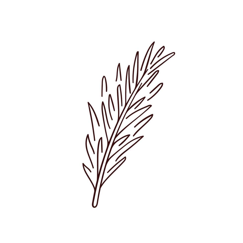 Rosemary plant, fresh herb branch in line art style. Organic aromatic spices for cooking food, culinary, menu design. illustration isolated on a white background. vector