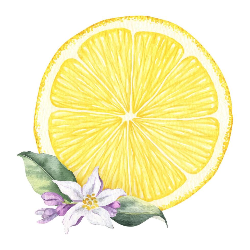 Slice of lemon, flowers and leaves. Isolated hand drawn watercolor frame. Tropical citrus fruit. Template vector