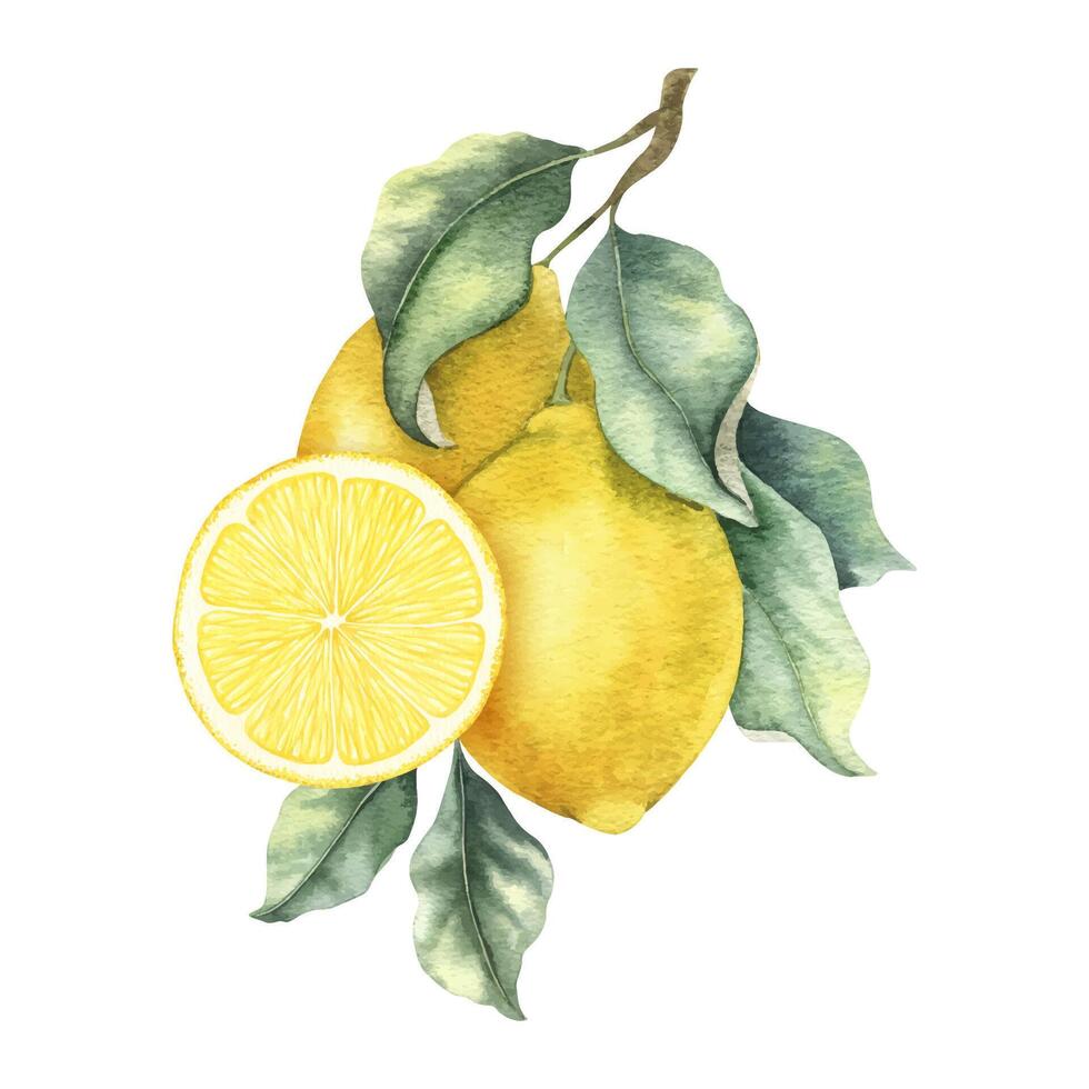 Lemon fruits, slice of lemon, flowers and leaves. Isolated hand drawn watercolor frame. Tropical citrus fruit. Template for menu, package, cosmetic, textile, cards vector