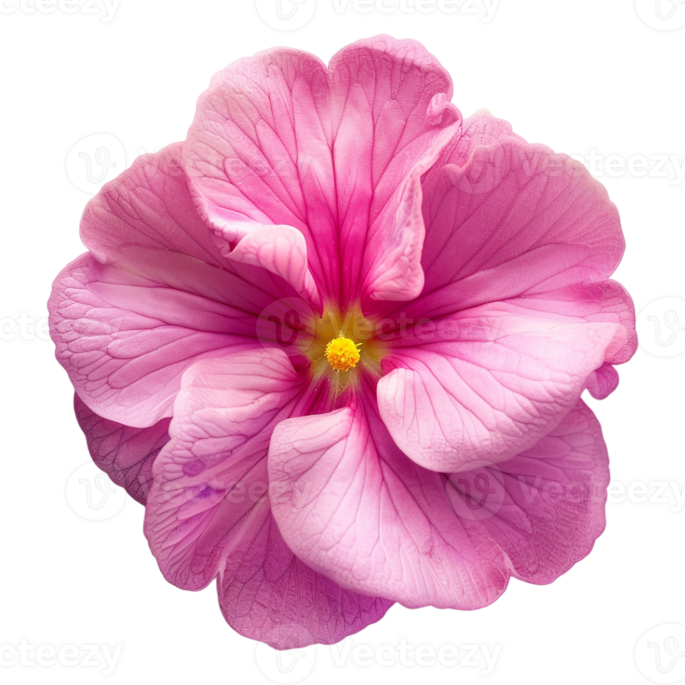Pink primula flower on Transparent Background png