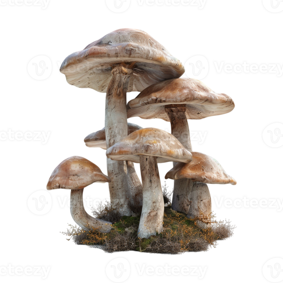Mushrooms on Transparent Background png