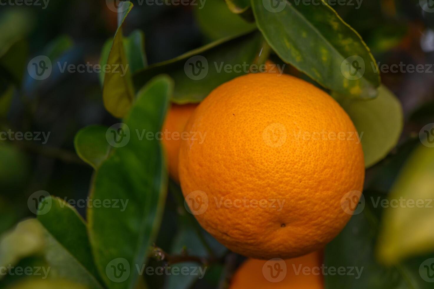 Orange garden with oranges in spring. Trees with fruits. 11 photo