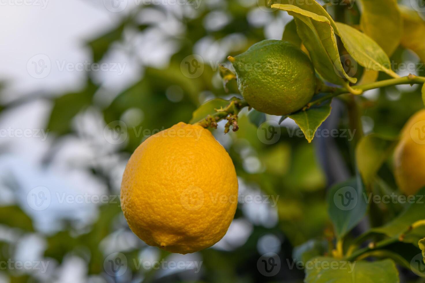 Lemon. Ripe Lemons hanging on a lemon tree. Growing Lemon 7 photo