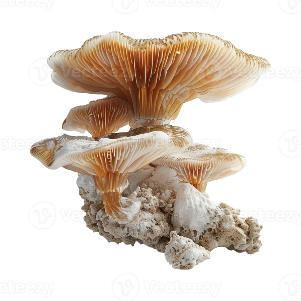 Mushrooms on Transparent Background png
