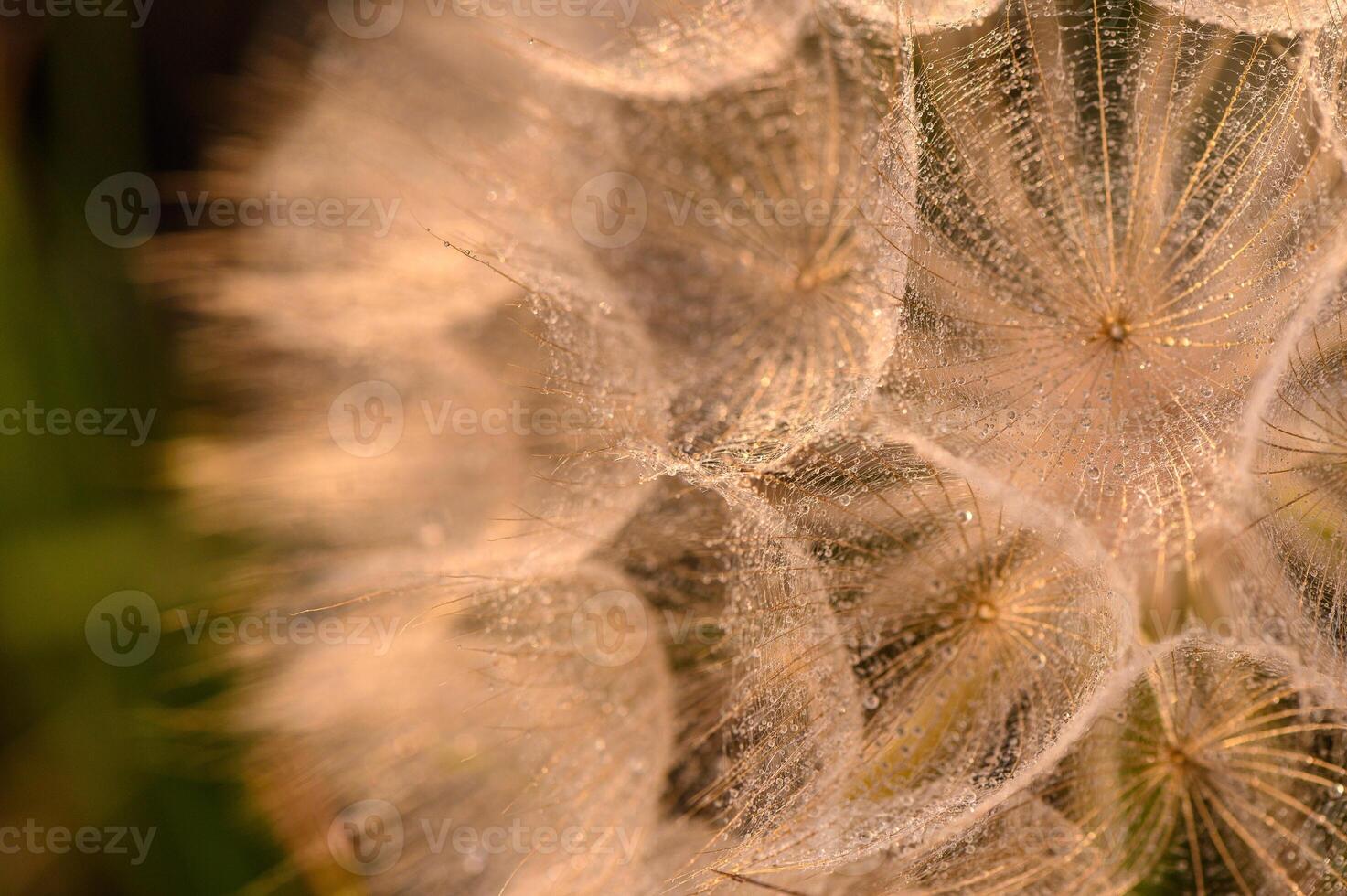 Natural pastel background Seeds of a dandelion flower in drops of water and sun rays 1 photo