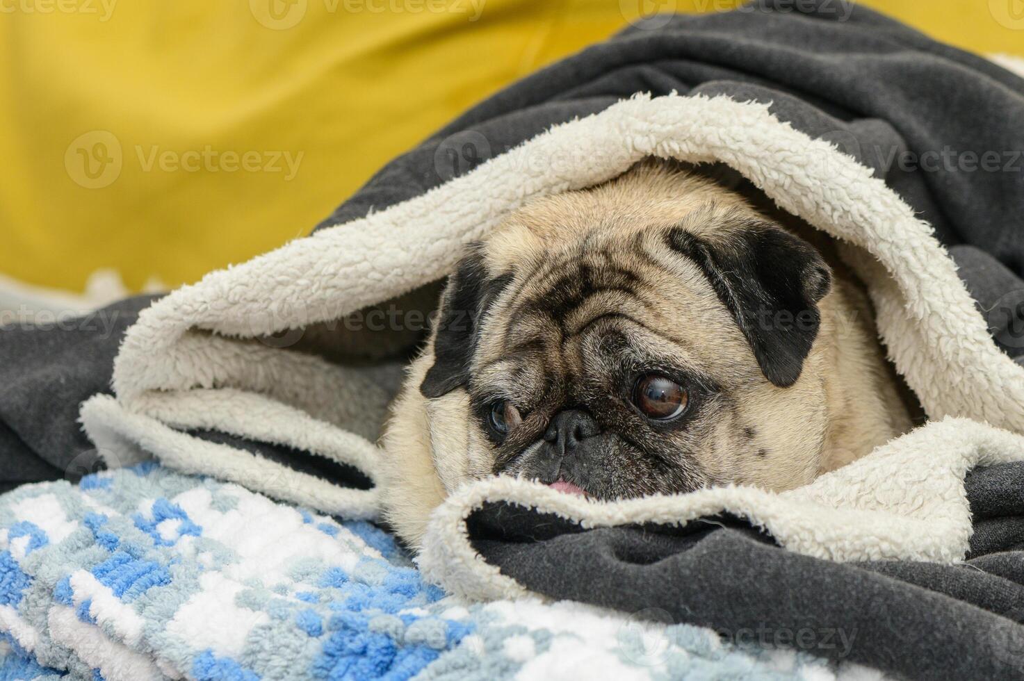 the pug is cold. pug lying covered on the sofa 2 photo
