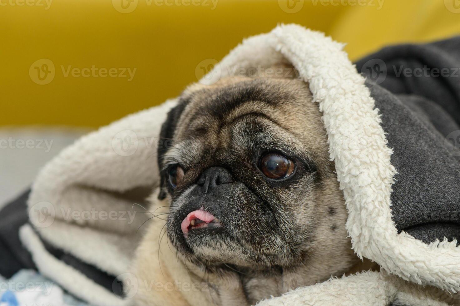 the pug is cold. pug lying covered on the sofa 1 photo