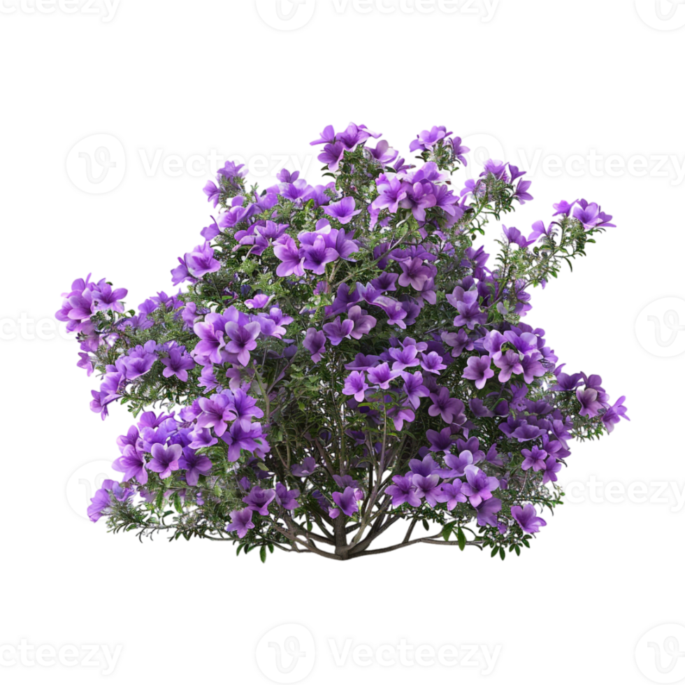 Bougainvillea spectabilis on Transparent Background png