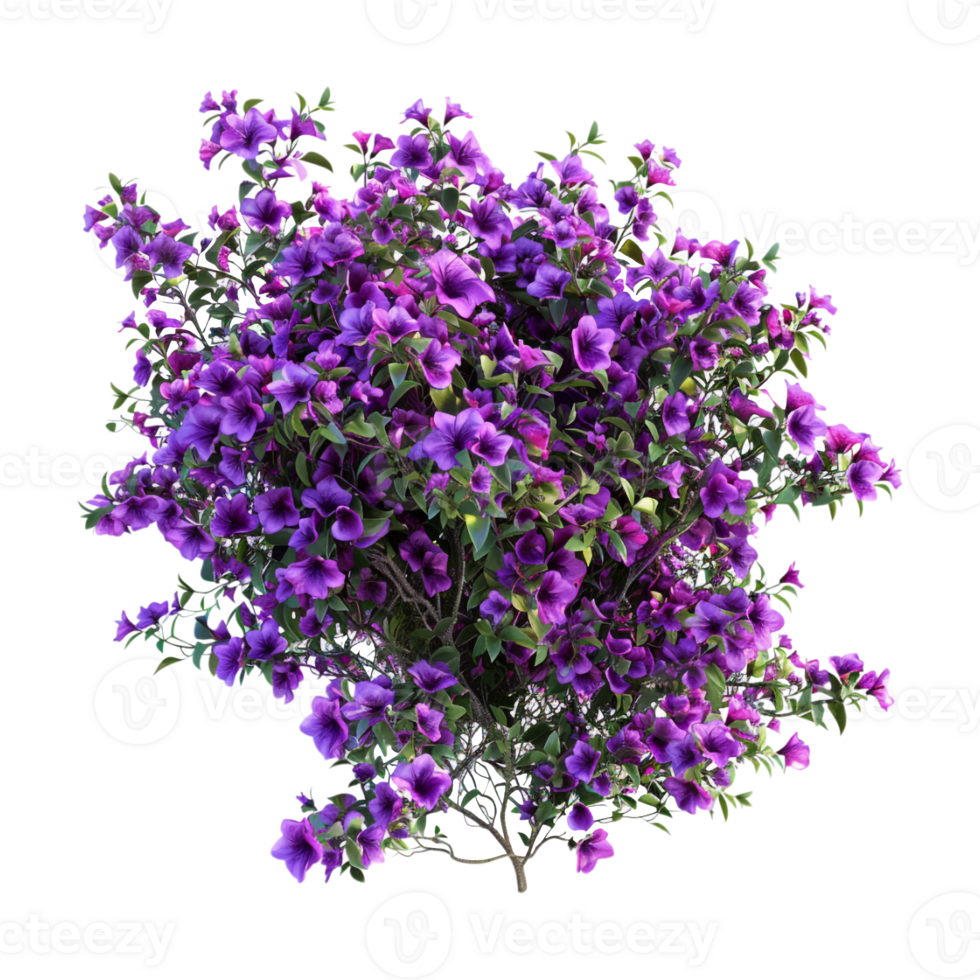 Bougainvillea spectabilis on Transparent Background png