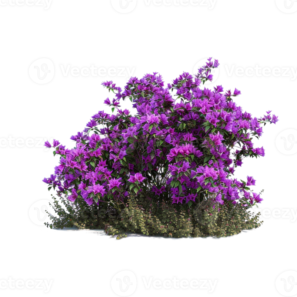 Bougainvillea spectabilis on Transparent Background png