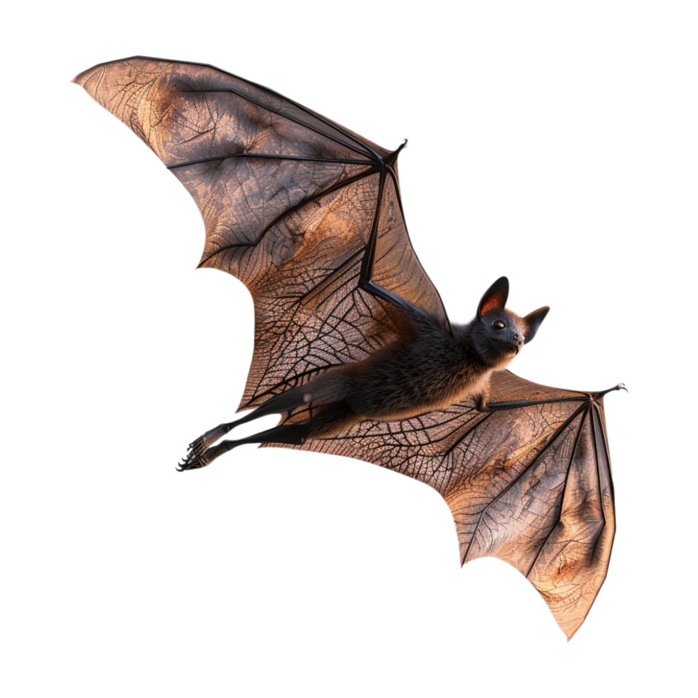Flying Bat Halloween on Transparent Background png
