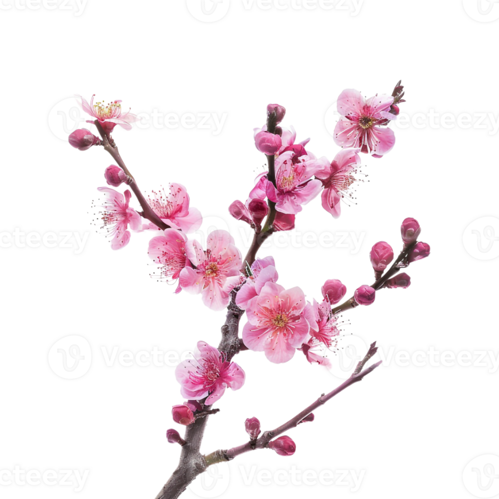 Plum blossom Fruit tree on Transparent Background png