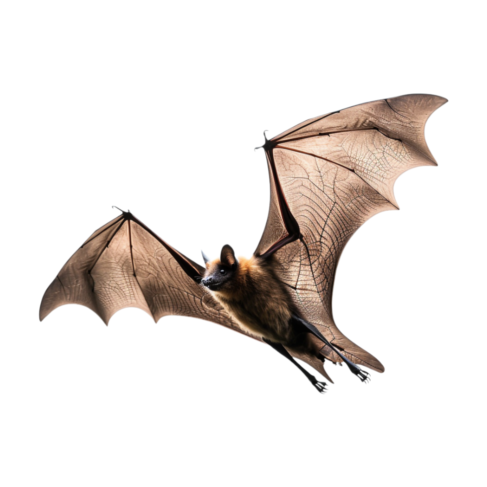 Flying Bat Halloween on Transparent Background png
