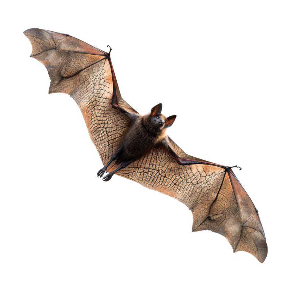 Flying Bat Halloween on Transparent Background png