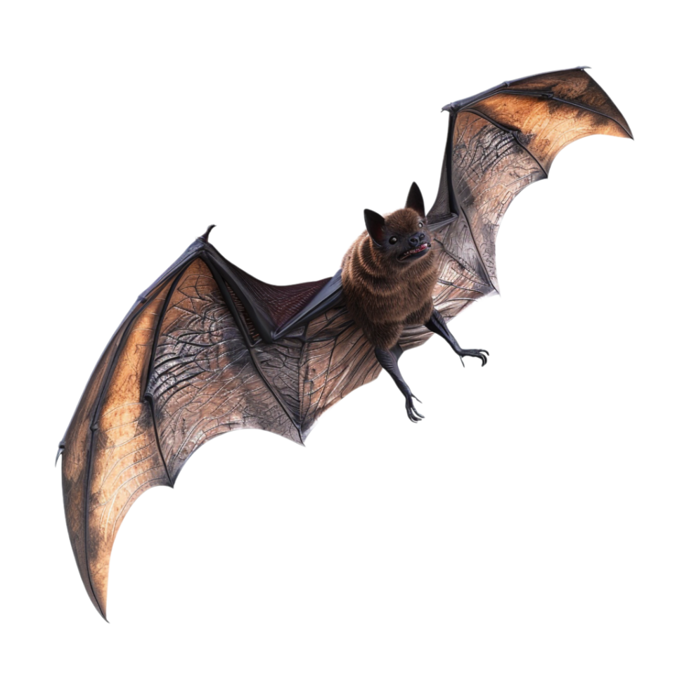 Flying Bat Halloween on Transparent Background png
