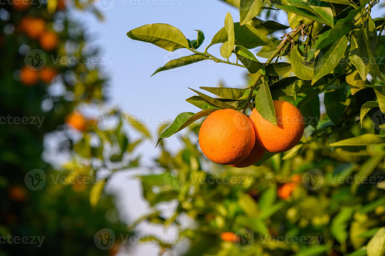 fields in the garden with fruits oranges on the trees harvest 1 photo