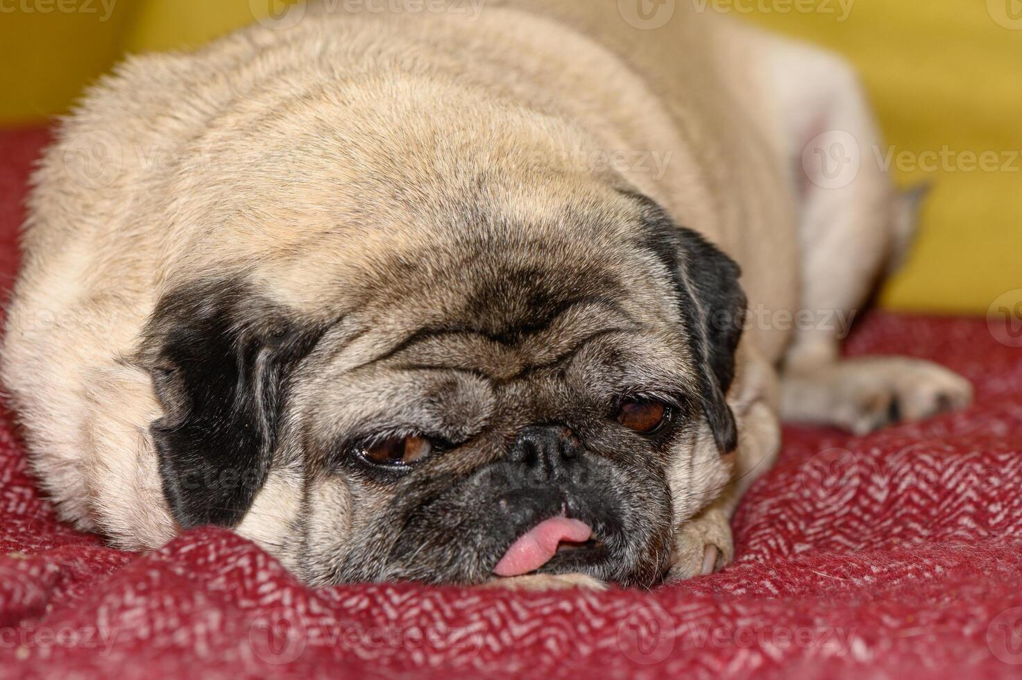 Cute pug dog on sofa at home 8 photo