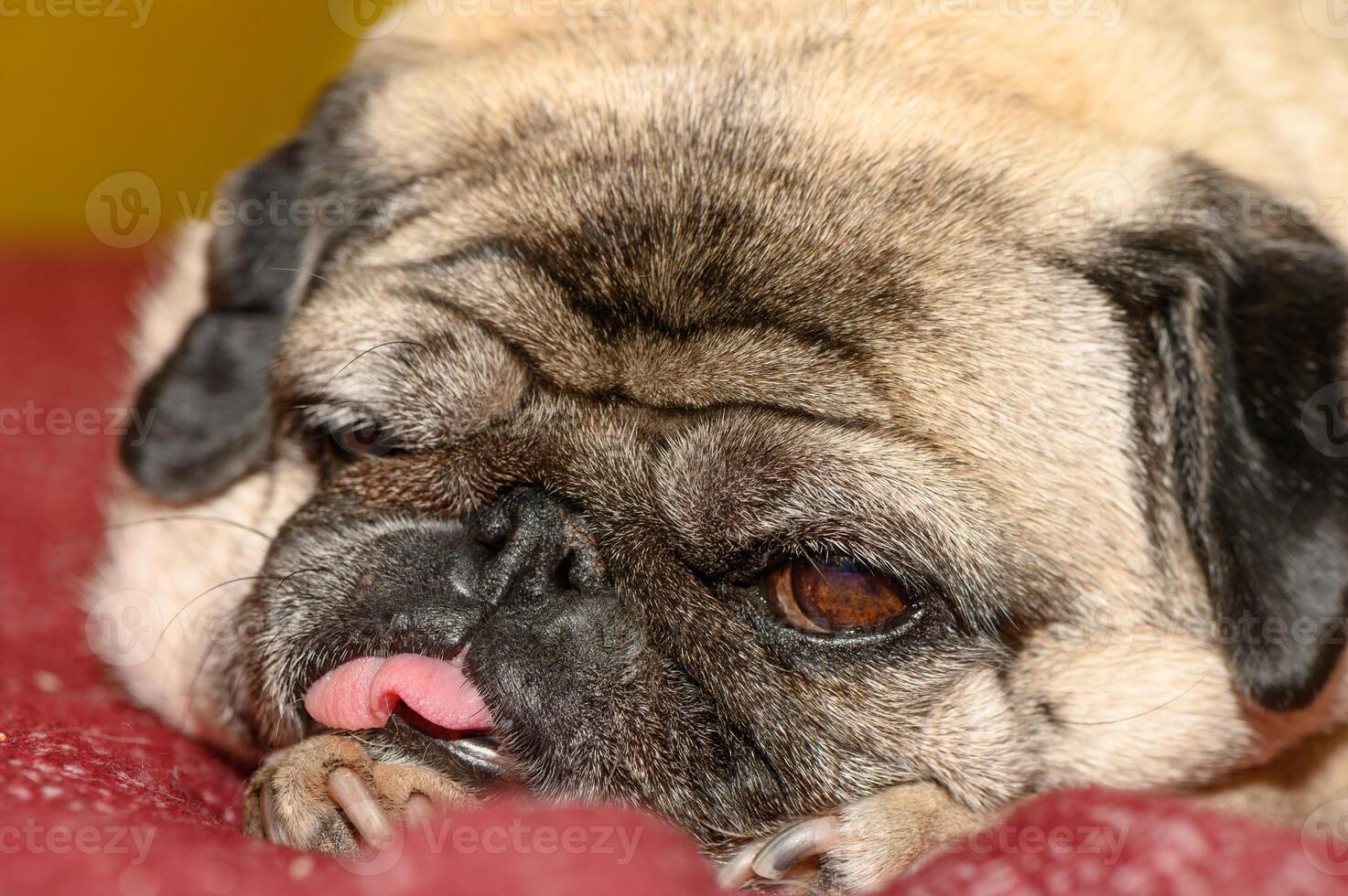 Cute pug dog on sofa at home 9 photo