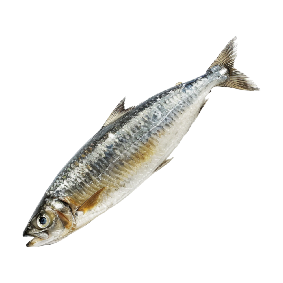 Small Fish on Transparent Background png