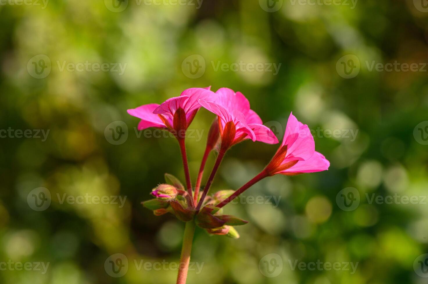 Close-up geranium flower in red color. Dark red flowers.2 photo