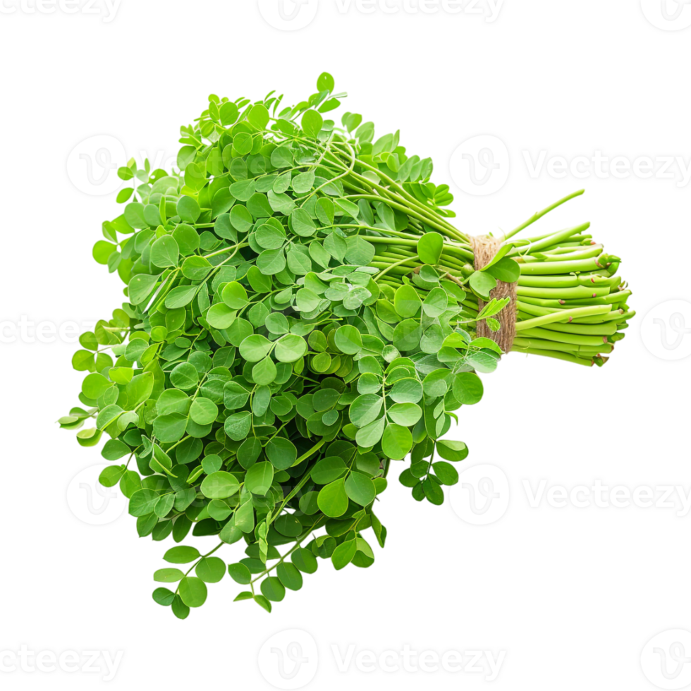 Moringa Leaves on Transparent Background png