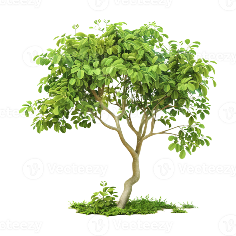 Moringa Leaves on Transparent Background png