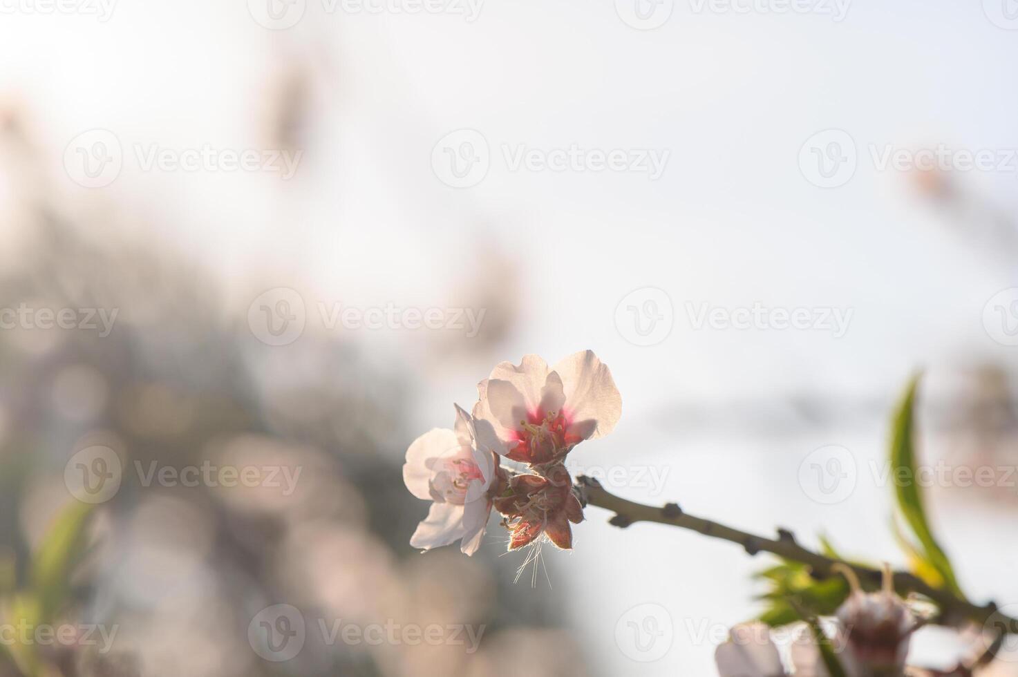 Close-up of brunches full of flowers of an almond tree photo