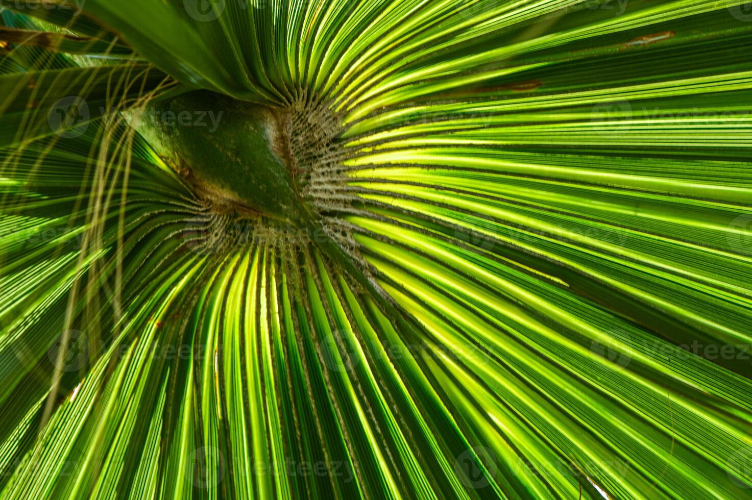 Close up green palm leaf texture, abstract palm leaf horizontal background photo