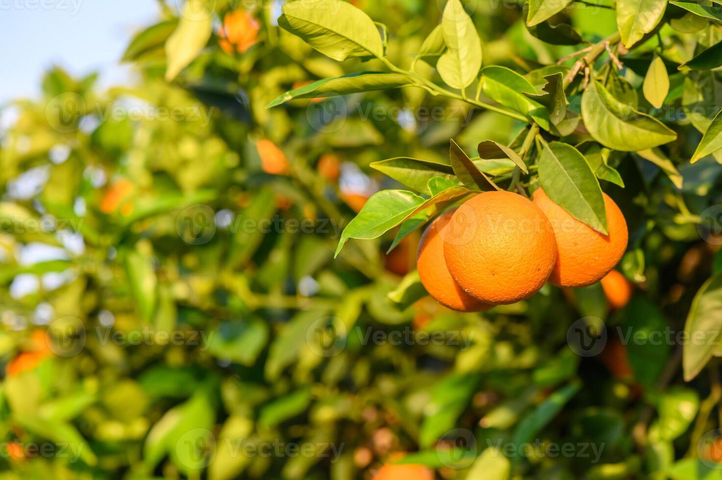 fields in the garden with fruits oranges on the trees harvest photo