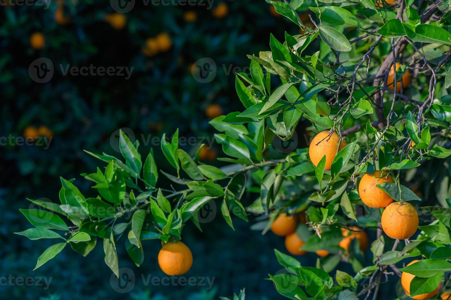 fields in the garden with fruits oranges on the trees harvest 1 photo