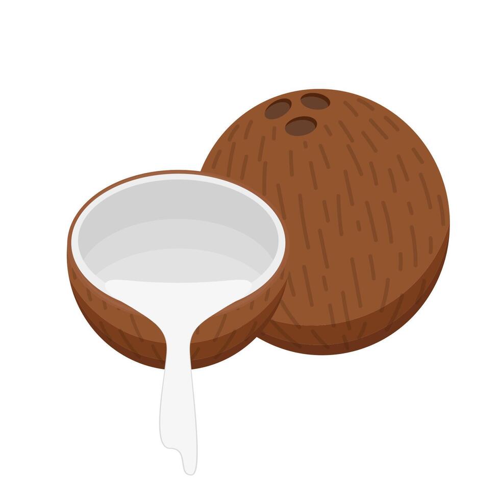 Half coconut. Coconut on white background. vector