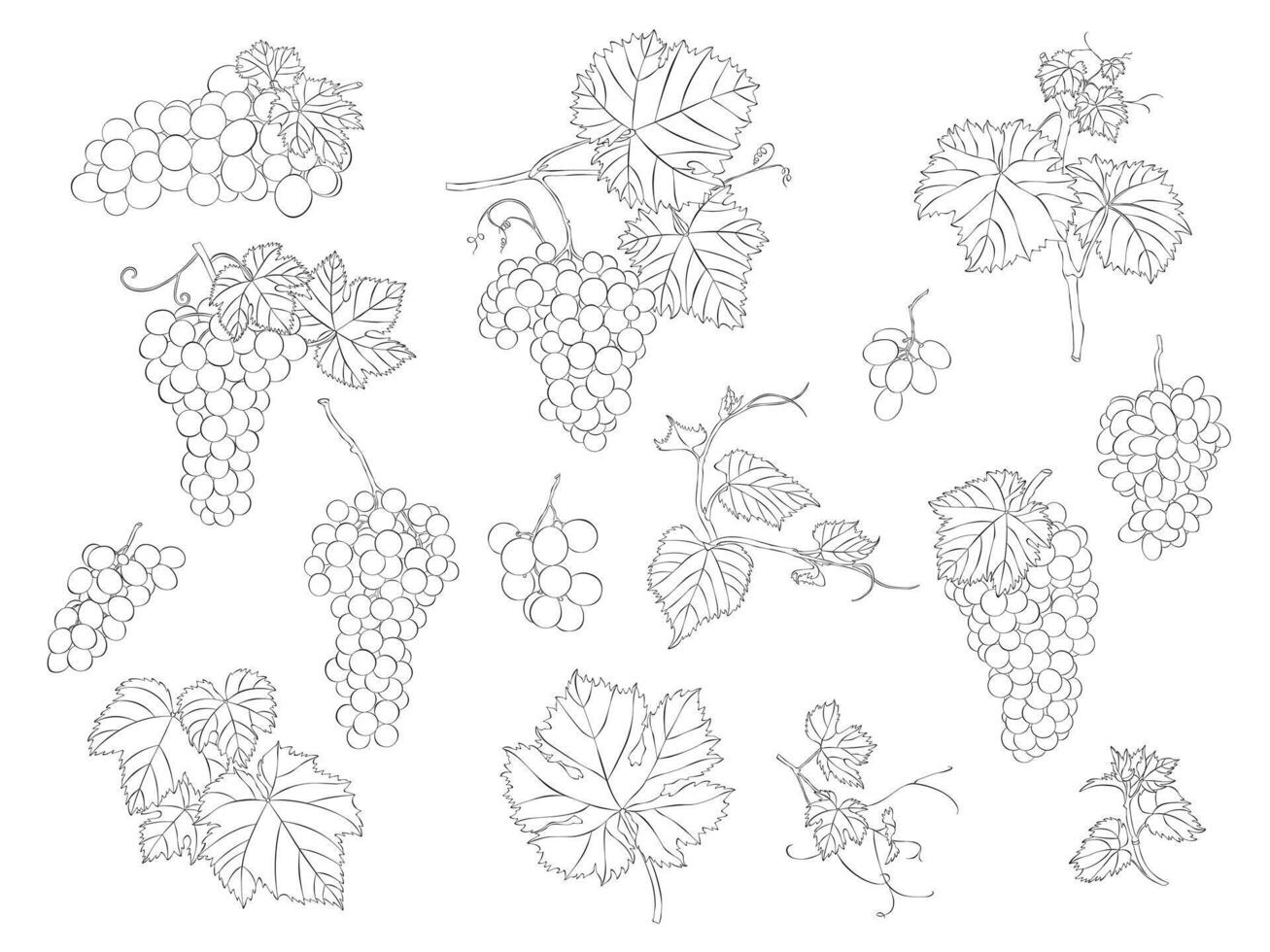Grapes, leaves and beans hand-draw sketches. Collection of isolated outline objects on a white editable background. vector