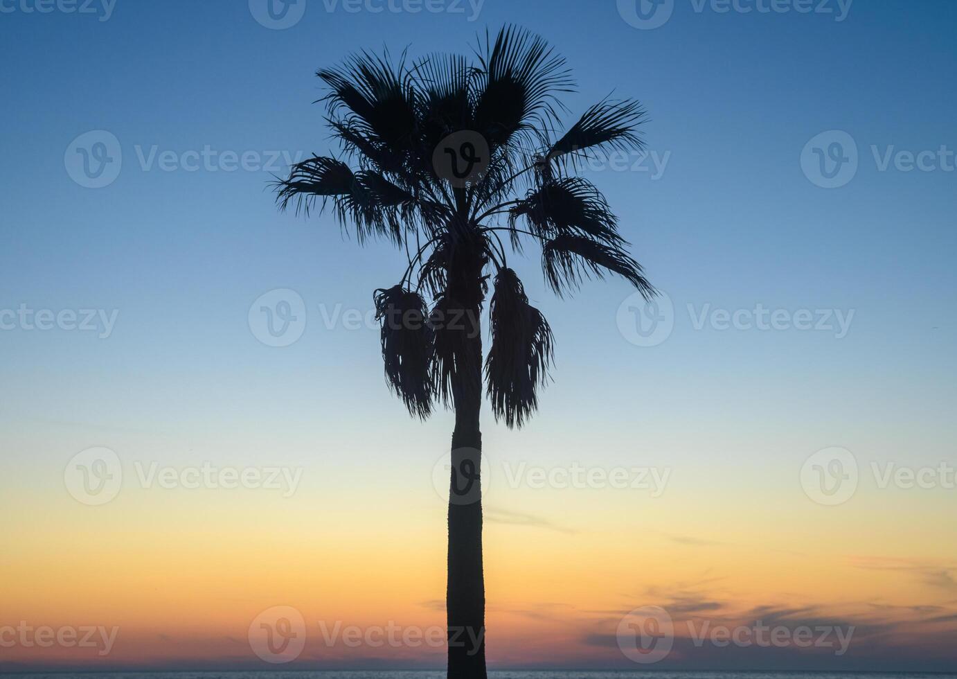 silhouette of a tropical palm tree against a sunset background 1 photo