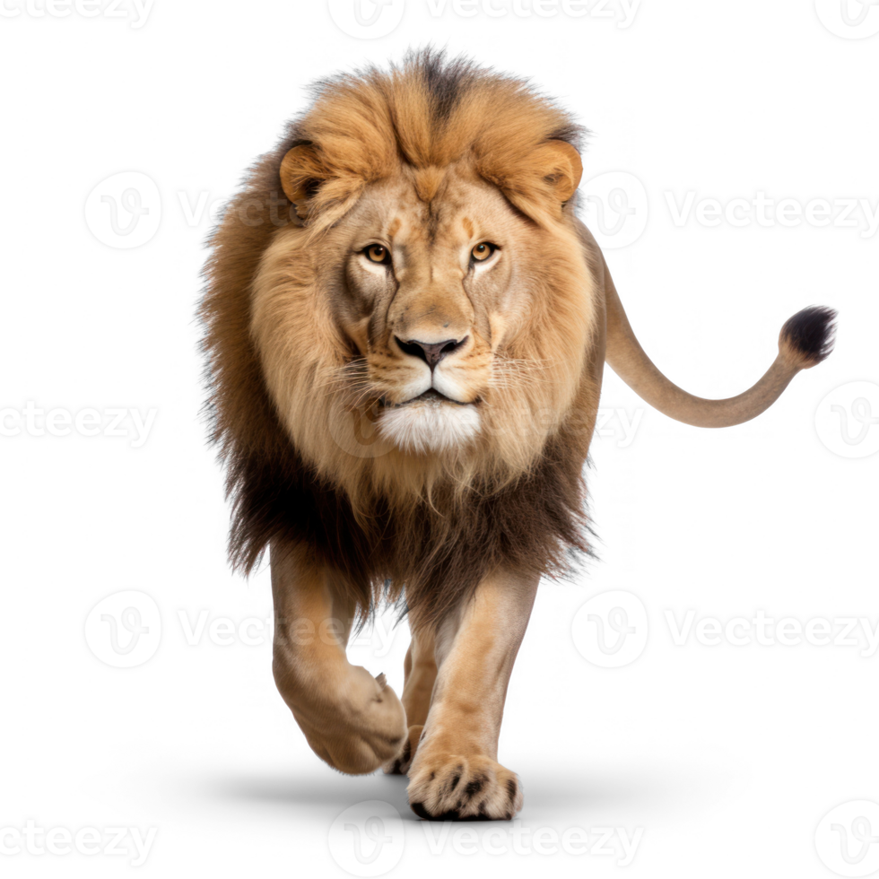 lion walking on transparent background png