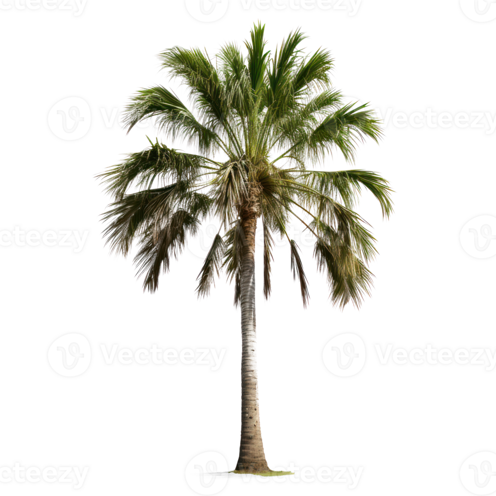 palm tree on transparent background png