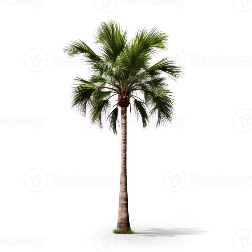 palm tree isolated on transparent background png