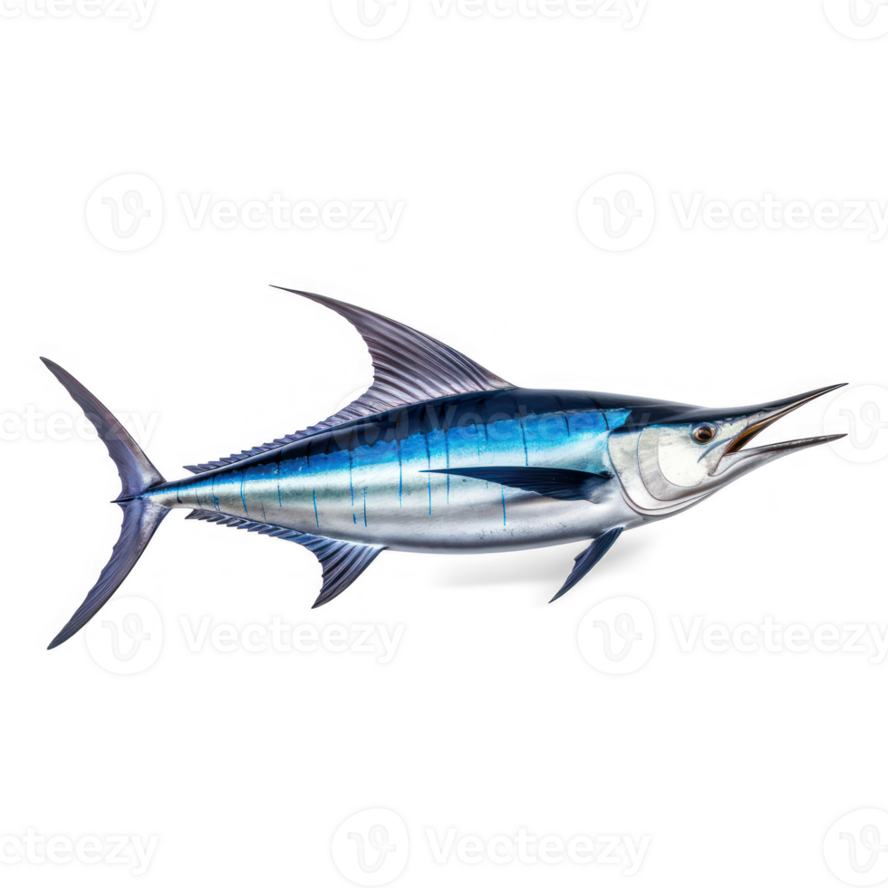 blue marlin fish on transparent background png