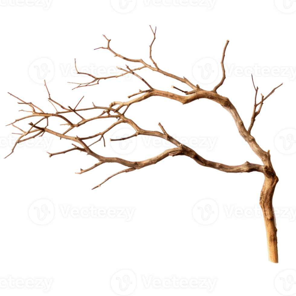 a tree with no leaves on it png