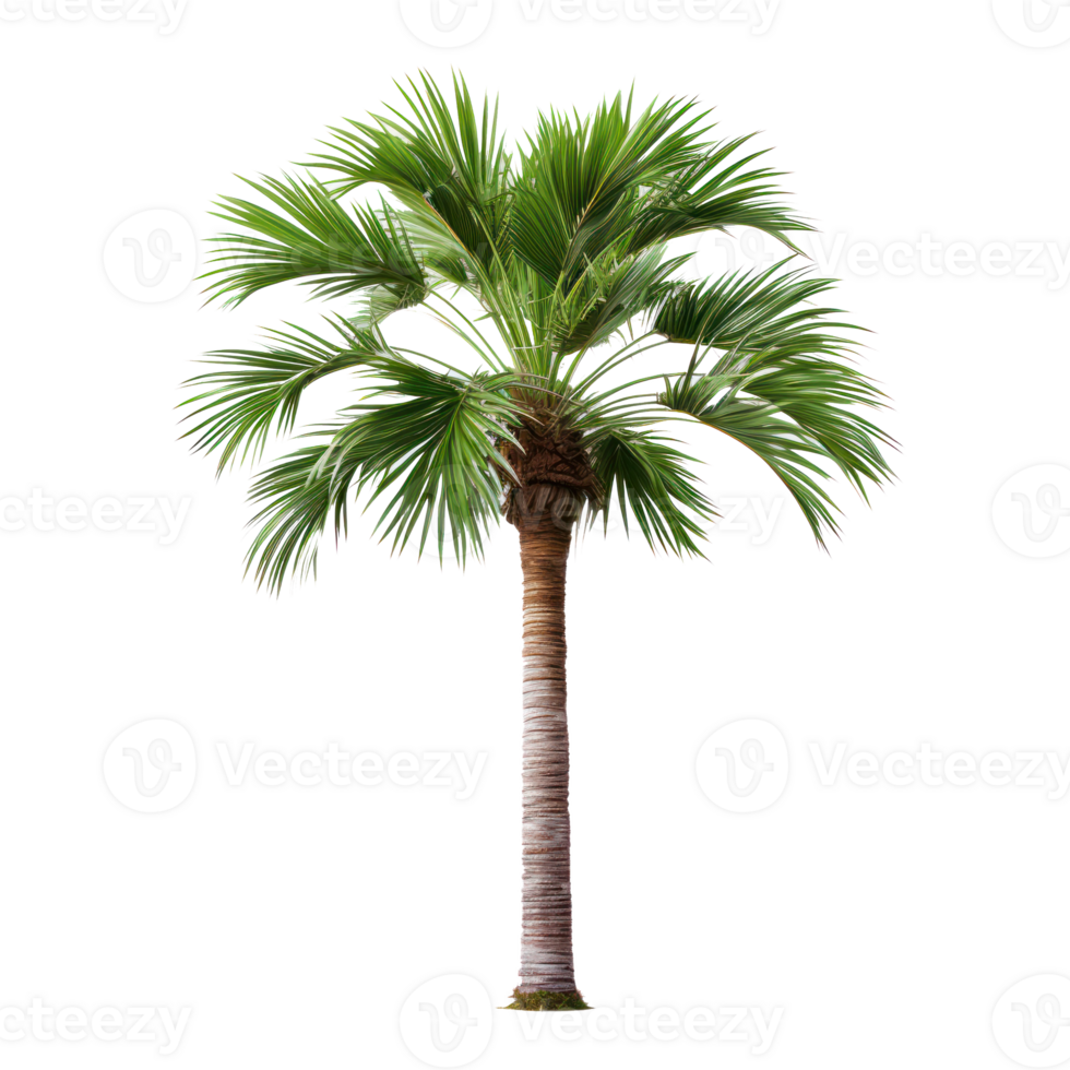 palm tree on transparent background png