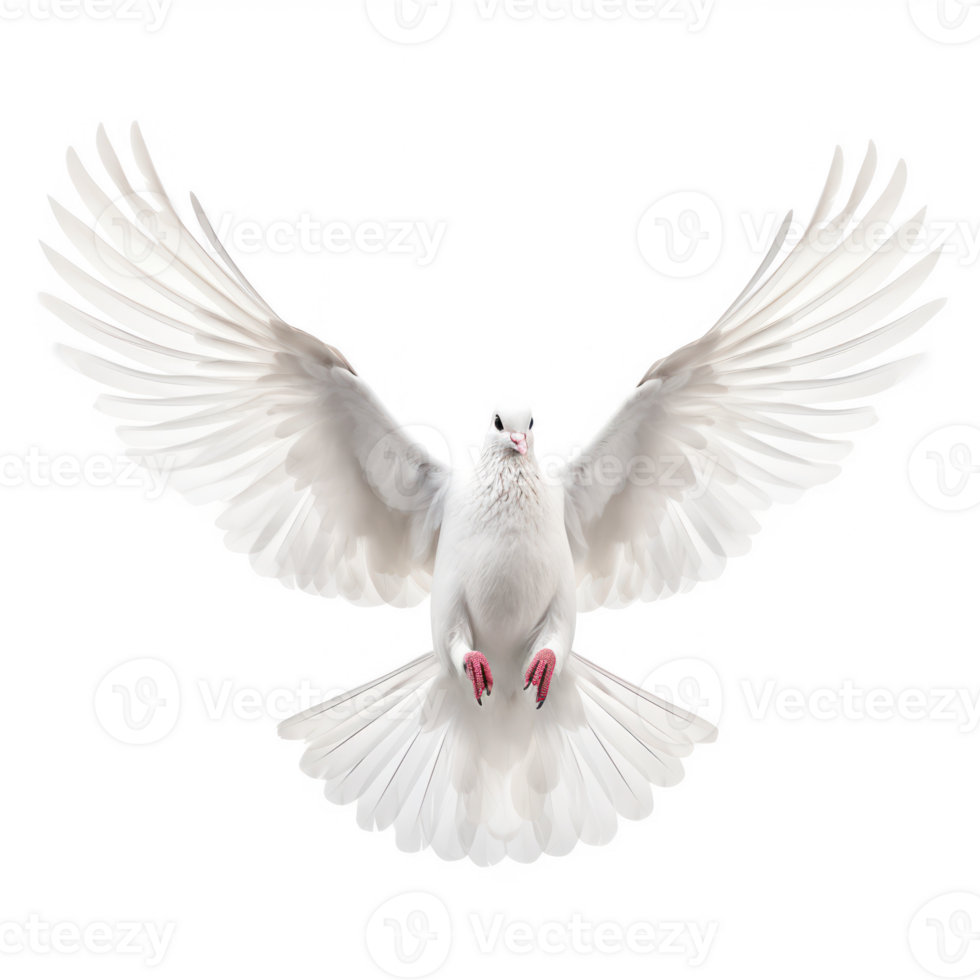 white dove flying on transparent background png