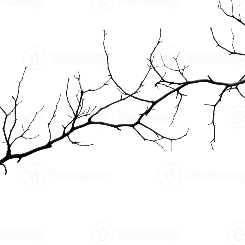a black and white illustration of a tree branch png
