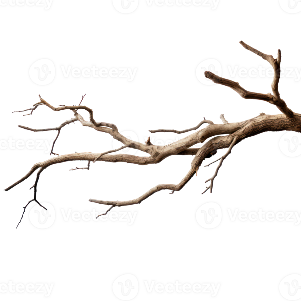a dead tree branch on a transparent background png