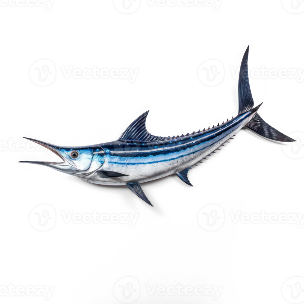 blue marlin fish on transparent background png