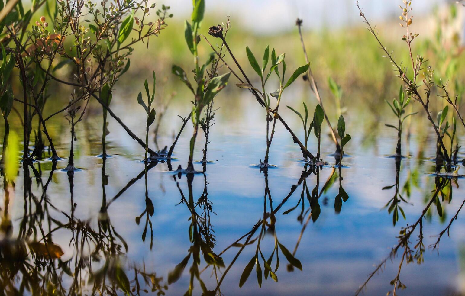 temporary rain ponds with vegetation photo